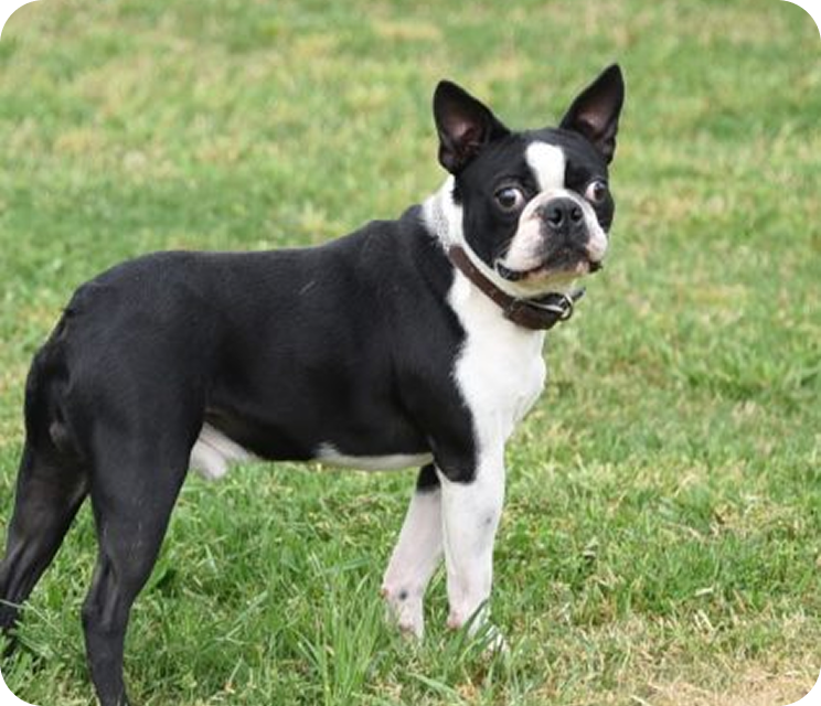 Preparing Your Home for a Boston Terrier Puppy