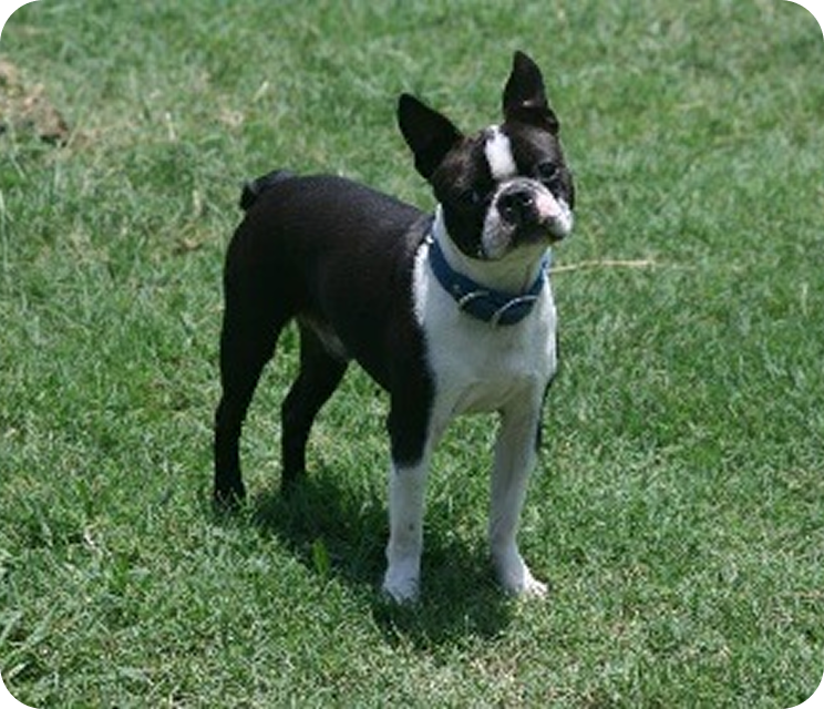 What to Expect During the First Weeks with a French Bulldog