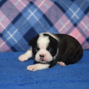 CHASE…. AVAILABLE ….$1,500