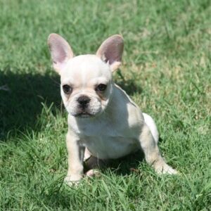 MONET (f).. RESERVED