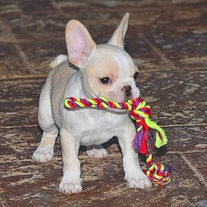 MARGOT (f) .. AVAILABLE … $3,000