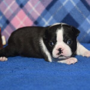 NAVI …. AVAILABLE ….$1,500