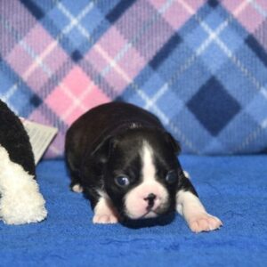 NELLI …. AVAILABLE….$1,500