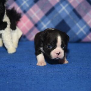 NEWT …. AVAILABLE….$1,500