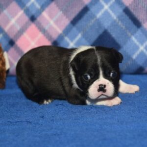 NIALL …. AVAILABLE….$1,500