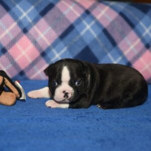 NOEL … AVAILABLE… $1,500