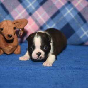 NORENE ….AVAILABLE … $1,500