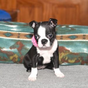 Poppy – Has gone to her new Family