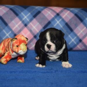 TREVOR…. AVAILABLE ….$1,500