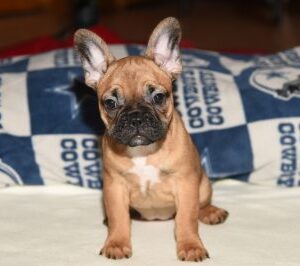 JALYN …. Is a new member of VP Ranch